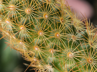 Hairs of Little Cactus
