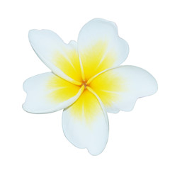 Plumeria (frangipani) flowers on white background.