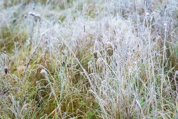 Hoarfrost on plant