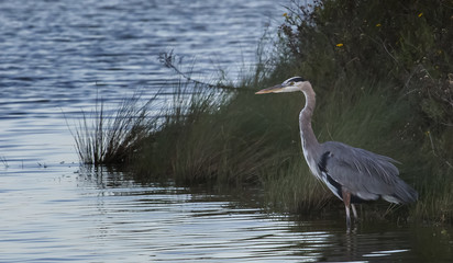 Naklejka premium Great Blue Heron