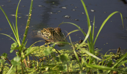 American Alligator