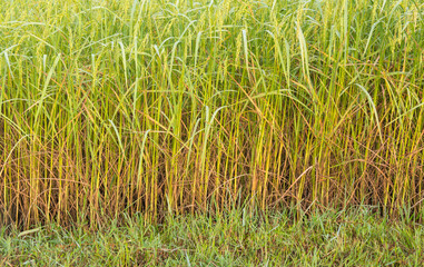 Obraz premium The Ears of Rice Field