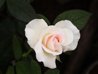 White Pink Rose