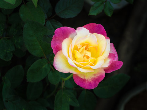 Yellow Pink Rose Blooming