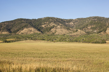 Obraz premium Cattle and horses at a mountainside ranch