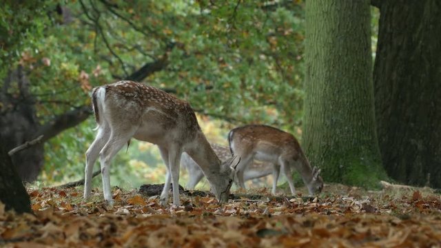 Fallow Deer (Dama dama) feeding or browsing in an autumn or fall woodland
