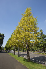 Fototapeta na wymiar Maidenhair or Ginkgo trees in Tokyo Imperial Palace ground in Au