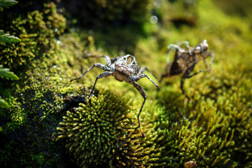 Dragonfly molt on the moss