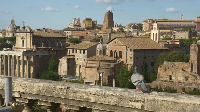 summer day time rome roman forum walking cityscape pigeon panorama 4k italy

