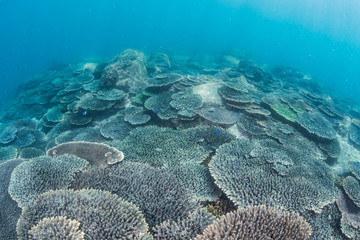 Beautiful Coral Reaf