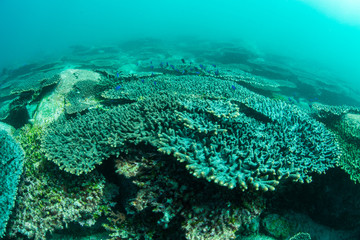 Fototapeta na wymiar Beautiful Coral Reaf