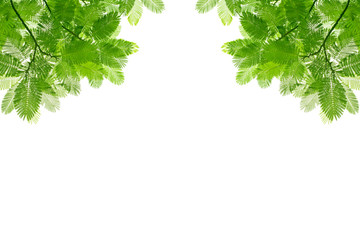 Green leaf isolated background