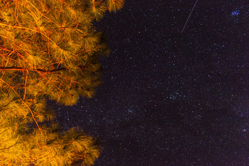 pine tree with star and Meteor in sky