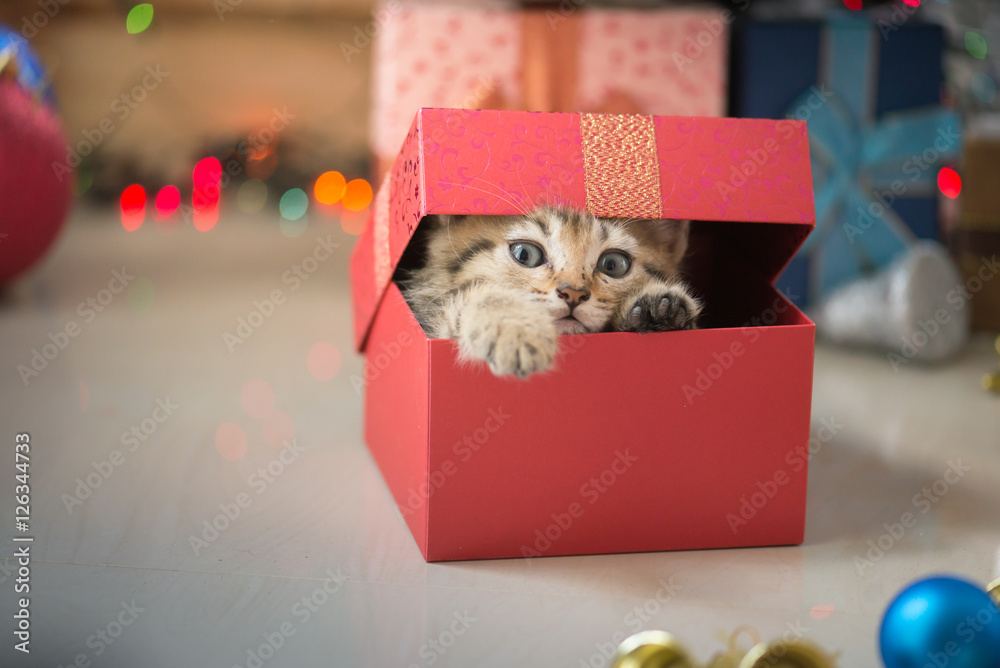 Wall mural kitten playing in a gift box