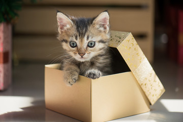 kitten playing in a gift box