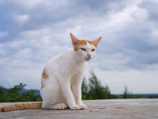 Cat sitting on the roof and blue sky background