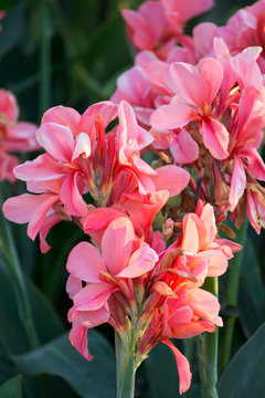 pink canna indica flower