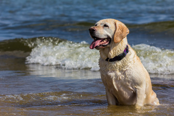Yellow Labrador at Attention