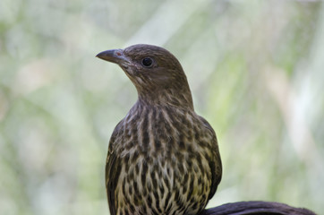 fig bird