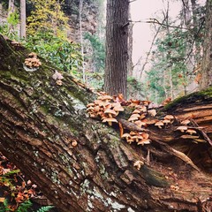 Beautiful wilderness