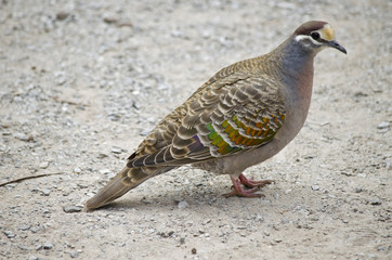 common bronzewing pigeon