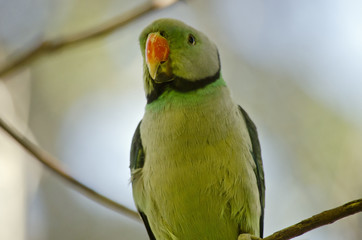 malabar parakeet