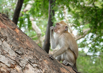 monkey