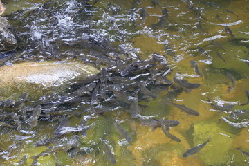 fish in Khao Cha Mao Waterfall in Rayong Thailand