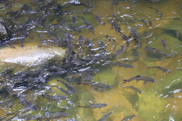 fish in Khao Cha Mao Waterfall in Rayong Thailand