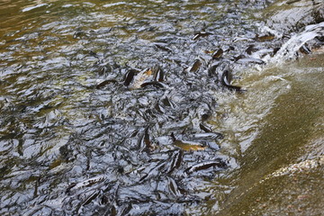 fish in Khao Cha Mao Waterfall in Rayong Thailand