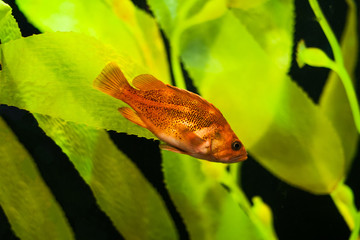 blurred aquarium with orange fish