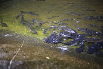 fish in Khao Cha Mao Waterfall in Rayong Thailand