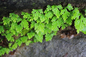 Plants that grow on rocks in the waterfall.