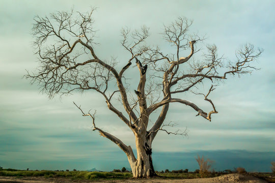 Dead Tree