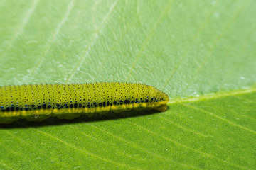 Macro View Lemon Emigrant caterpilla ,green worm