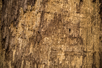 natural beautiful old wood texture
