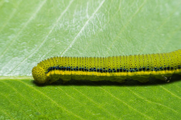 Fototapeta premium Macro View Lemon Emigrant caterpilla ,green worm