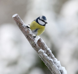 Fototapeta premium Cute blue tit bird sitting on a branch covered with snow