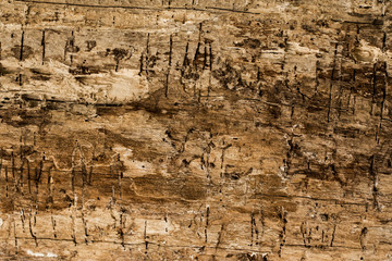 natural beautiful old wood texture