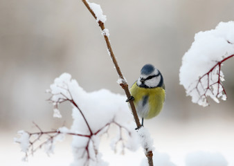 Cute blue tit bird sitting on a branch covered with snow