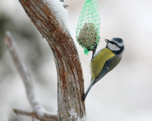 Blue tit bird eating from a tallow ball