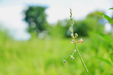 wildflower