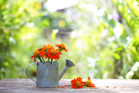 Zinnia Flower In Vintage Pot On Wooden Table