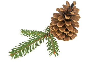 Pine cone with branch on a white background