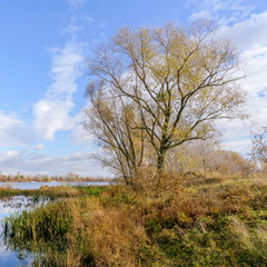Willow  Close to the Dnieper River