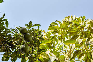 Lime green tree hanging from the branches