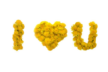 Inscription I LOVE YOU made of yellow dandelions on a white background. Isolated