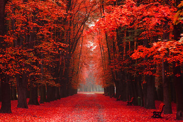 Naklejka premium easy way in the autumn park