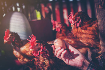 a woman garner fresh eggs in morning at hen house