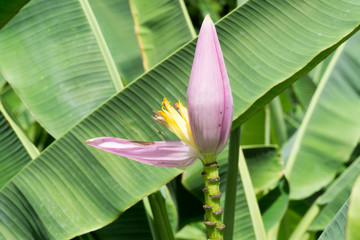 Banana Ornamental, flower of banana